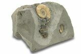 Jurassic Ammonite (Microderoceras) Cluster - Charmouth, England #279468-1